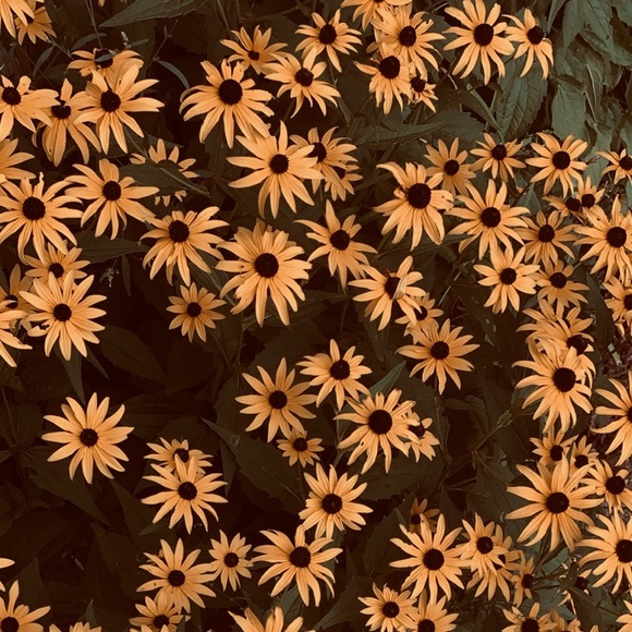 Meet your Posher, Emily - Picture 1 of 1